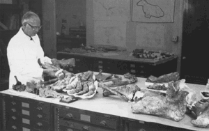 Photograph of a USGS paleontologist
in his lab